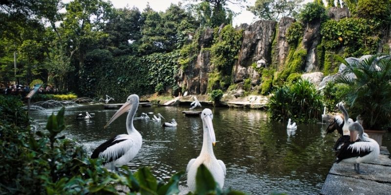 Bali Bird Park